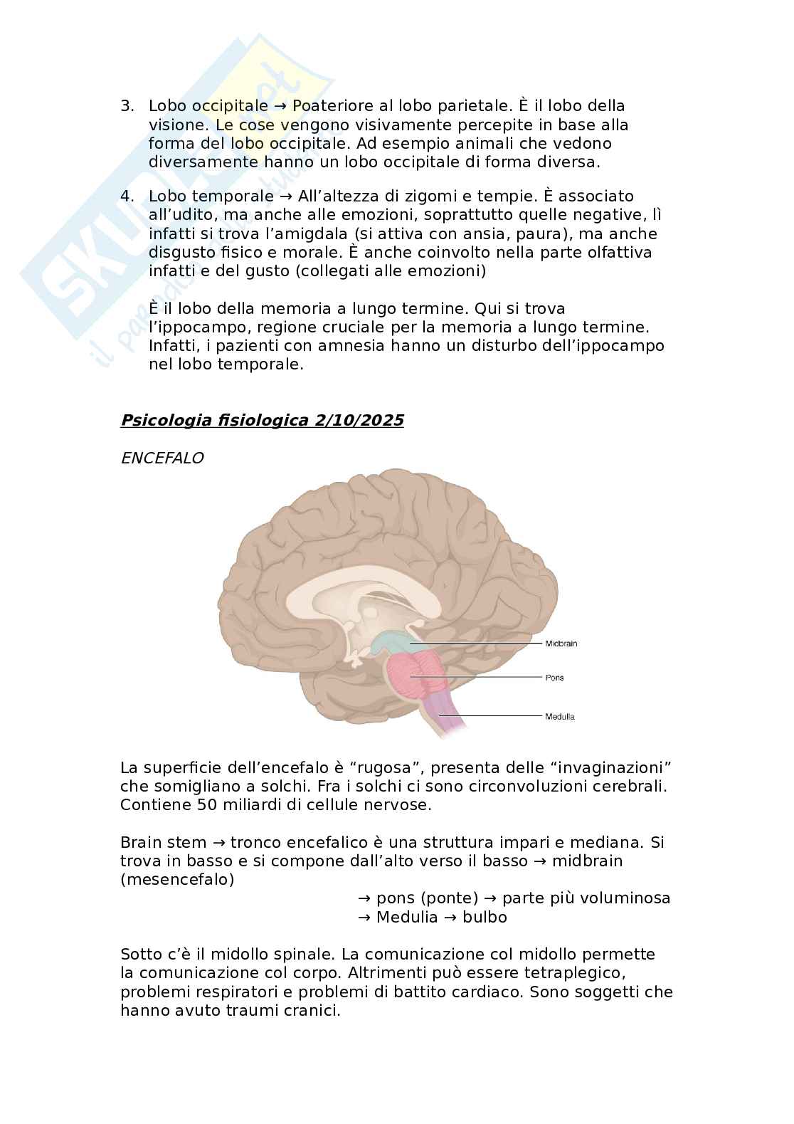 Neuroanatomia funzionale: organizzazione cerebrale, lateralizzazione e memoria Pag. 6