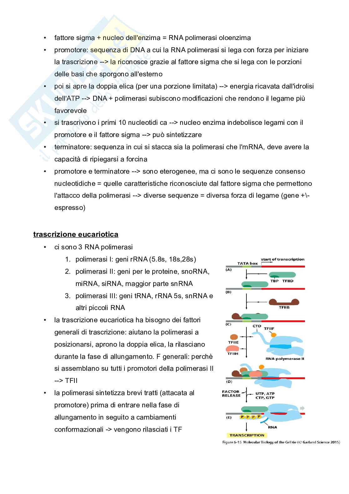 Schemi Biologia cellulare e molecolare Pag. 21