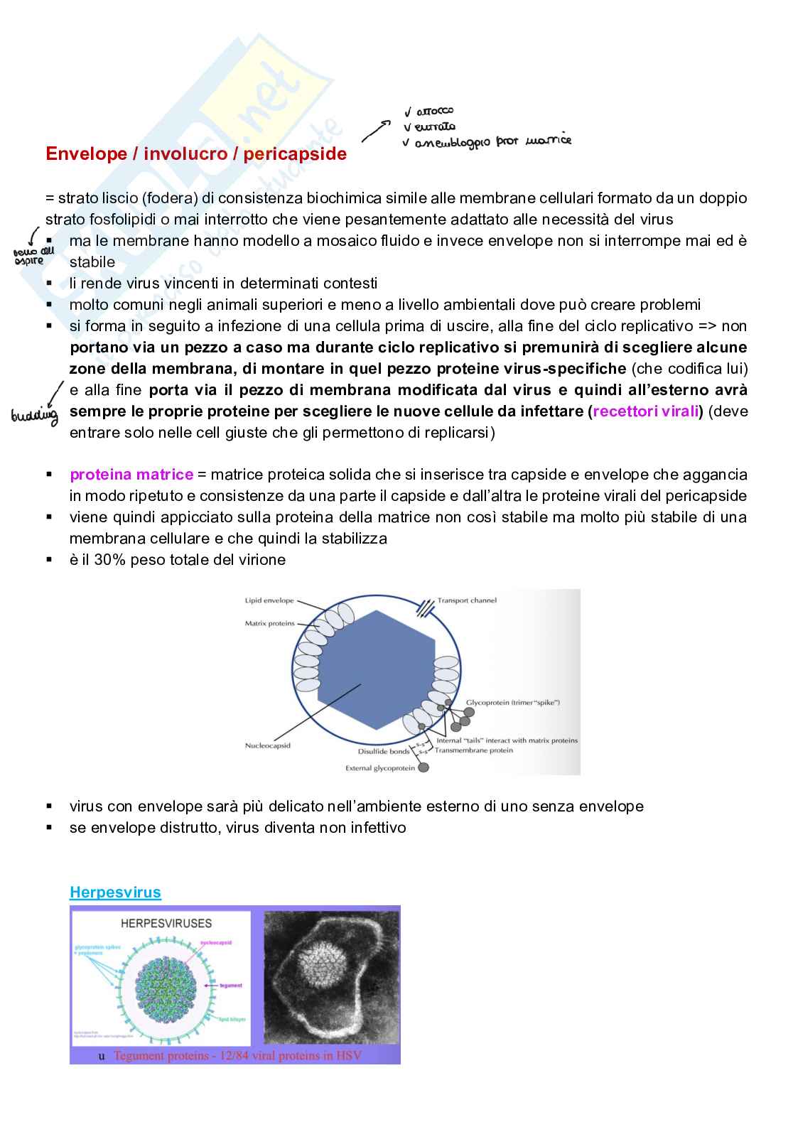 Appunti completi di Microbiologia e microbiologia clinica biotech, II anno Pag. 11
