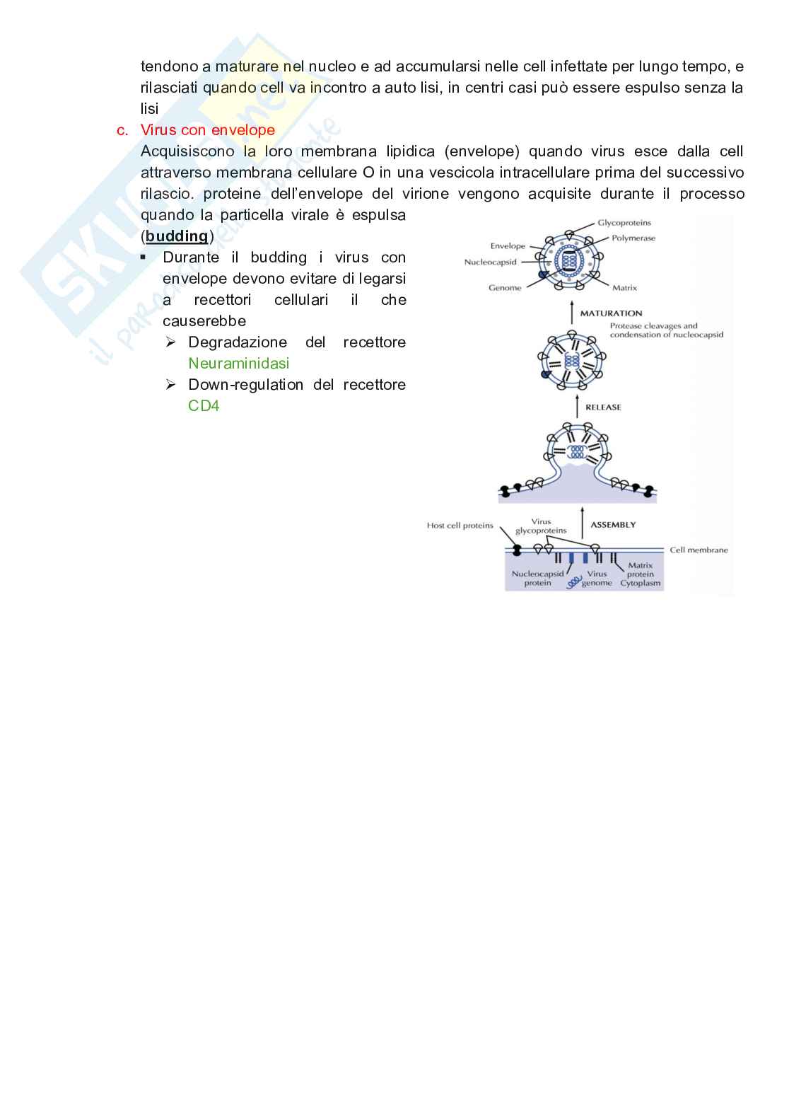 Appunti completi di Microbiologia e microbiologia clinica biotech, II anno Pag. 21