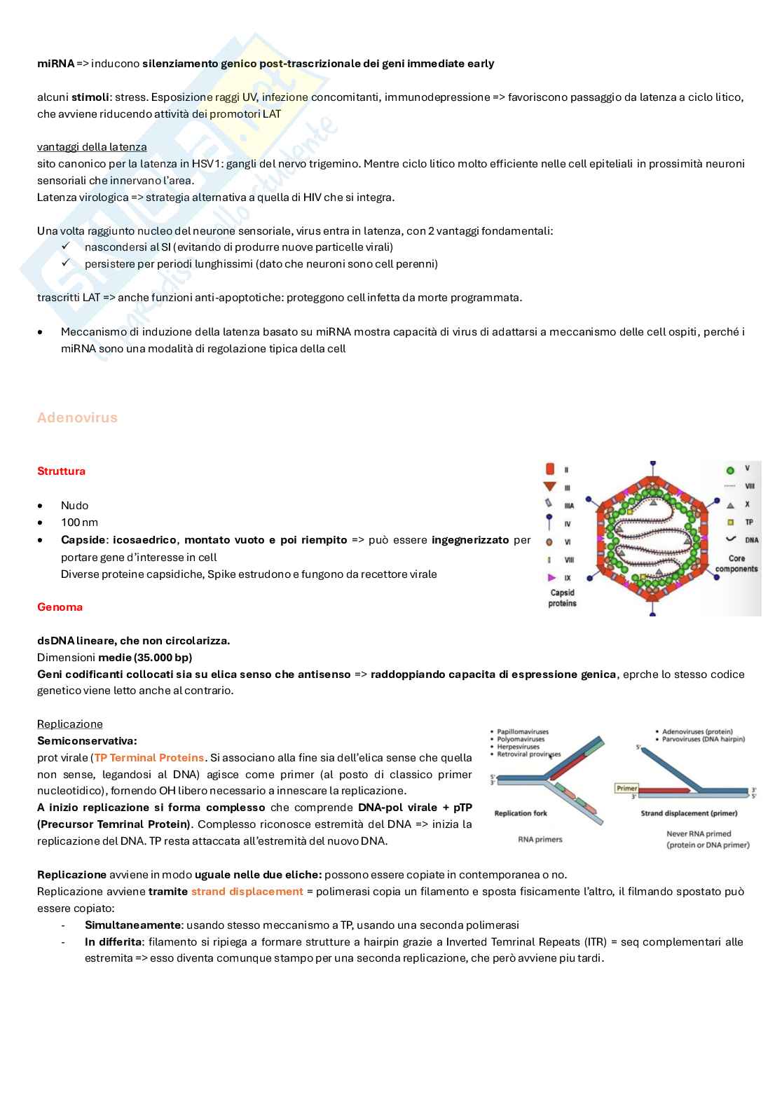 Appunti completi di Microbiologia e microbiologia clinica biotech, II anno Pag. 56