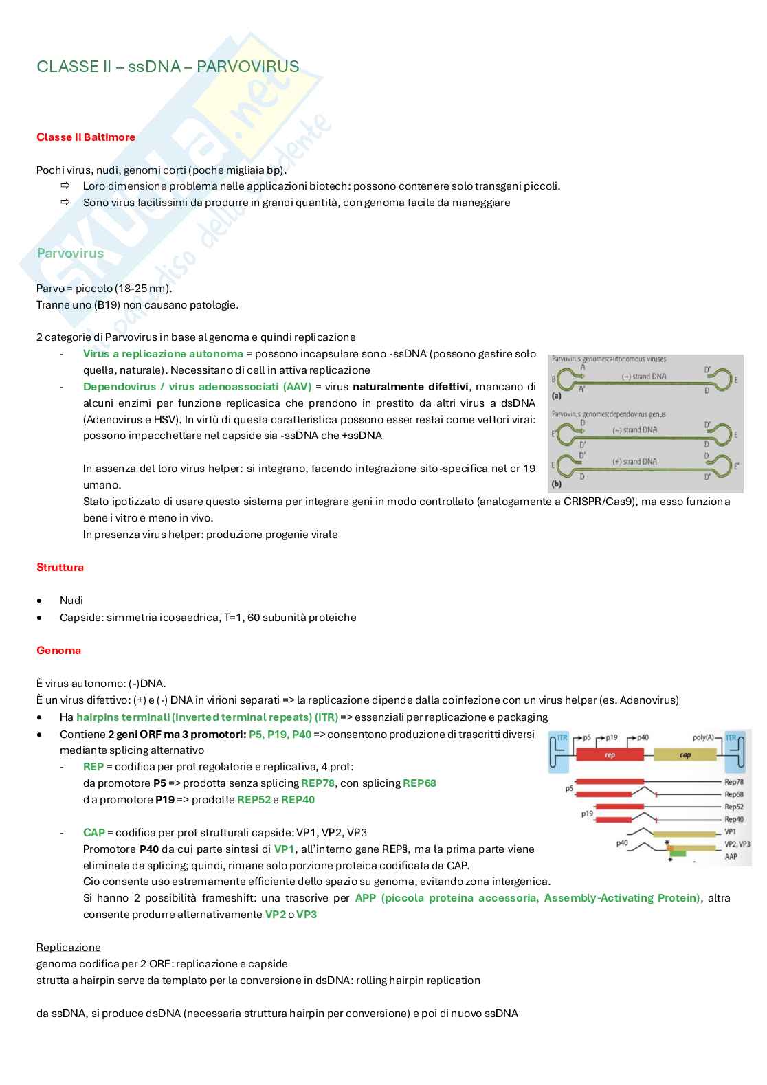 Appunti completi di Microbiologia e microbiologia clinica biotech, II anno Pag. 61