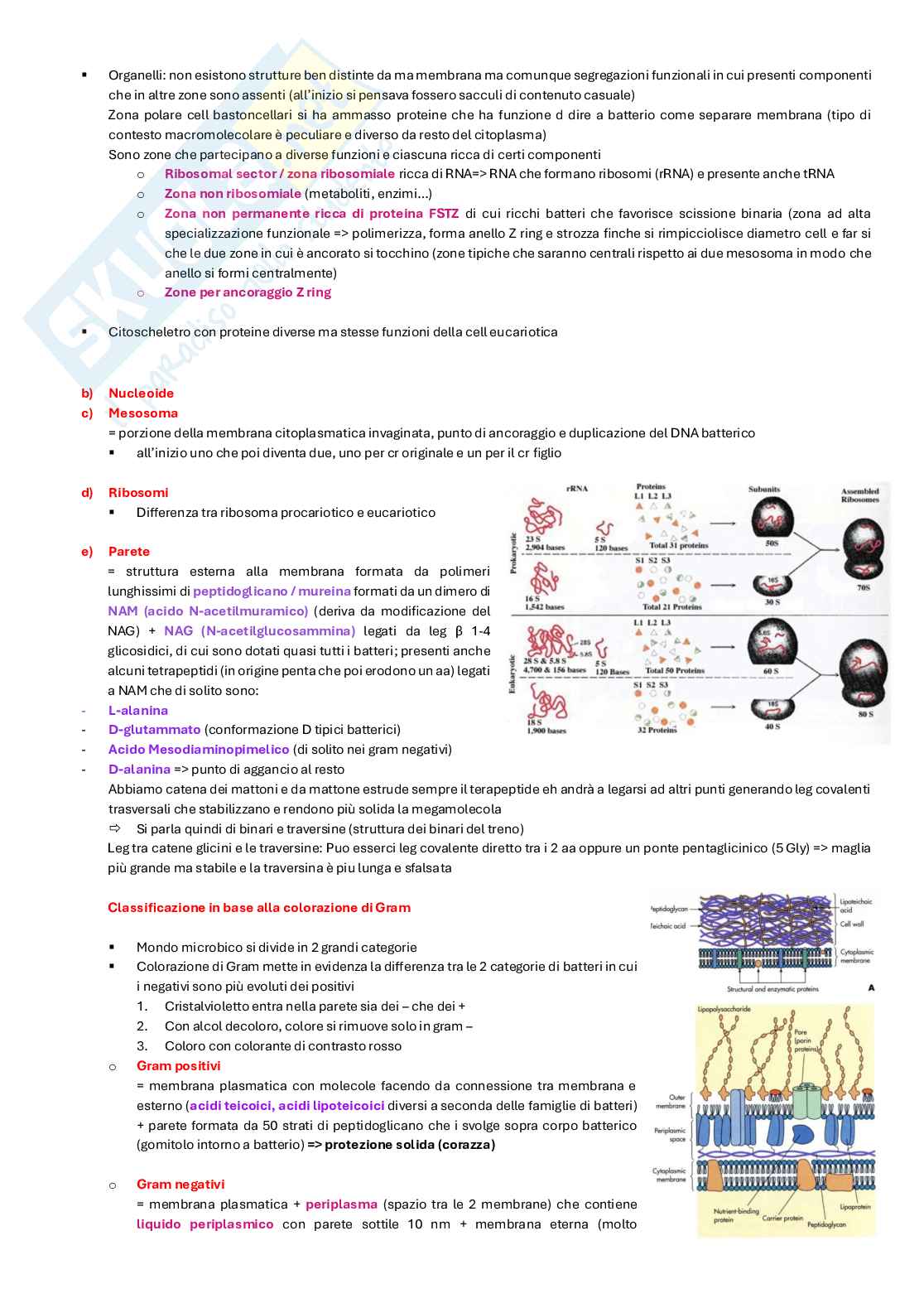 Appunti completi di Microbiologia e microbiologia clinica biotech, II anno Pag. 71