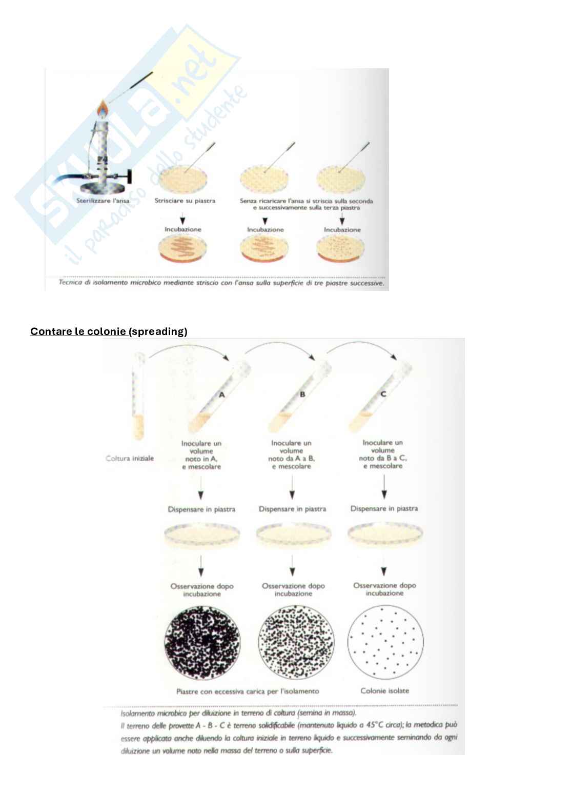 Appunti completi di Microbiologia e microbiologia clinica biotech, II anno Pag. 86