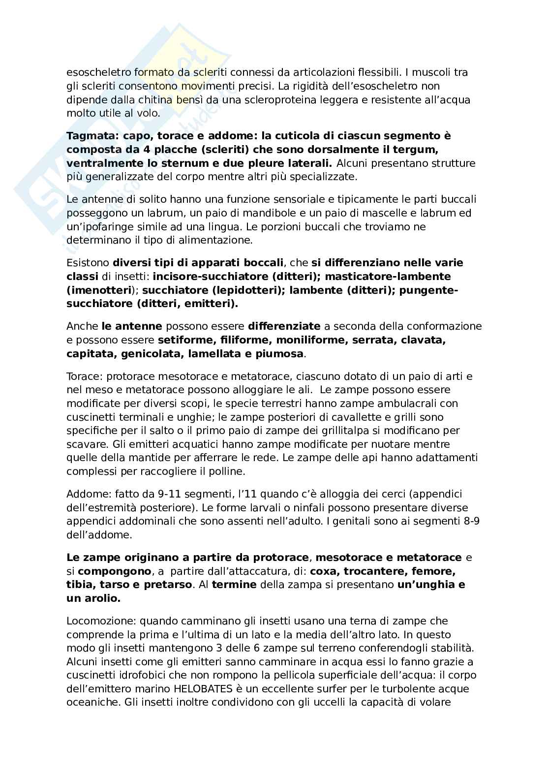 Artropodi  Pag. 2
