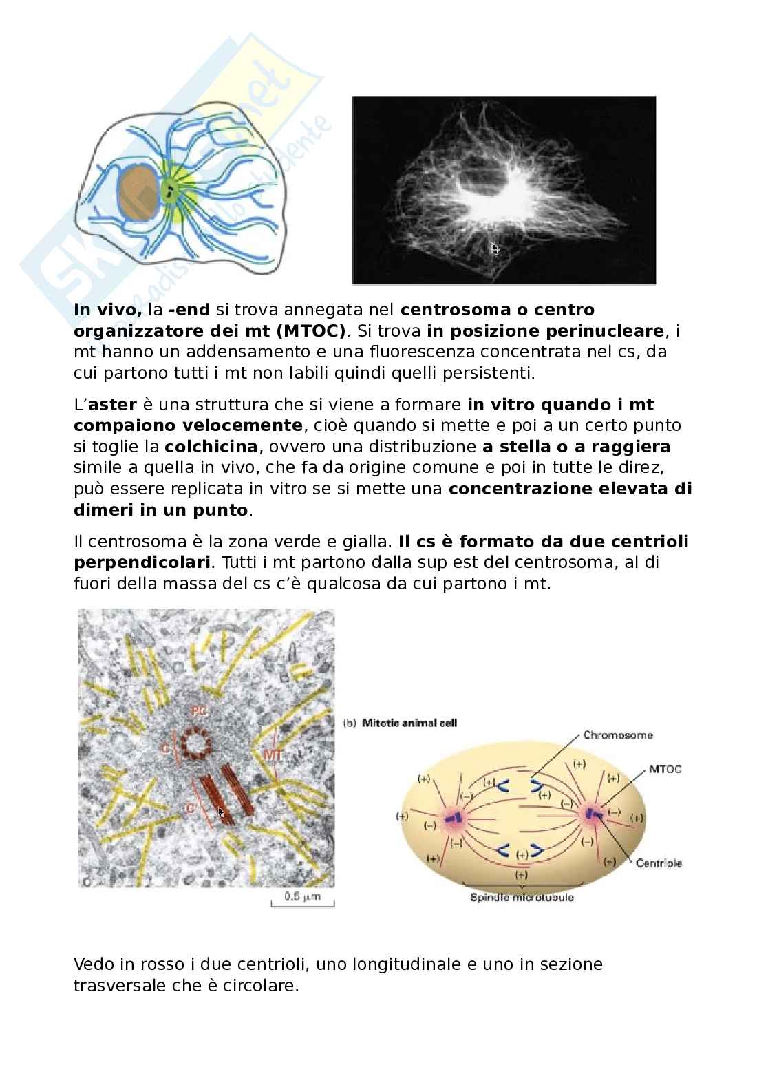 Microtubuli Pag. 11