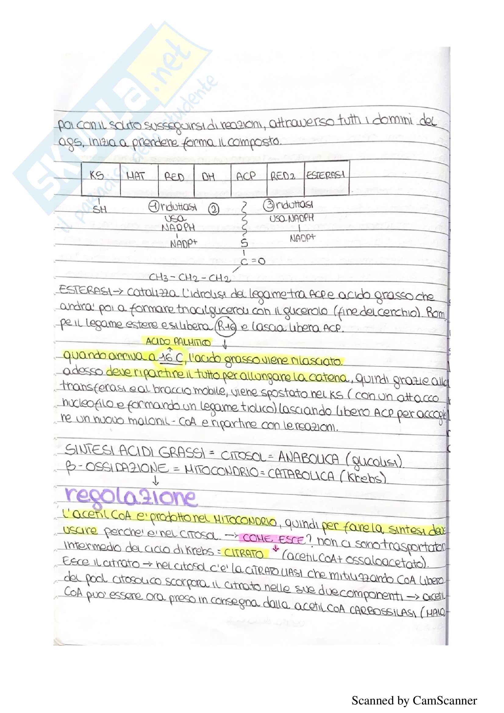 Appunti completi biochimica (terza parte) Pag. 21
