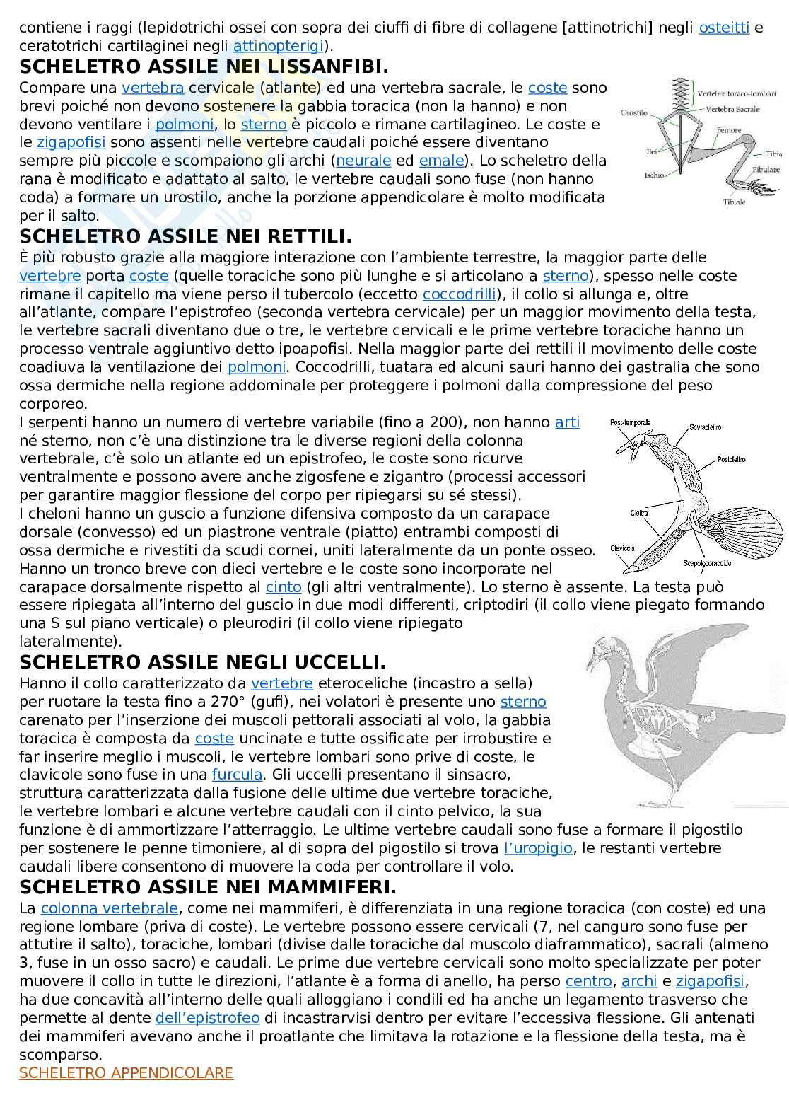 Anatomia comparata Pag. 21