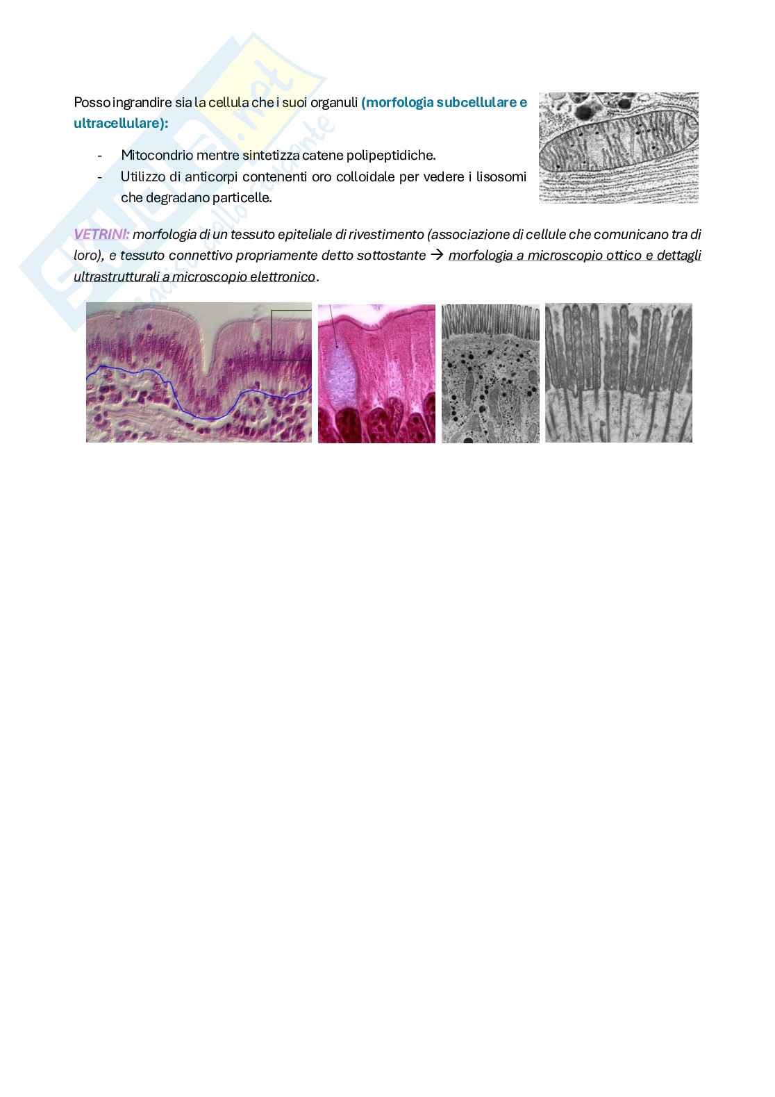 Riassunto esame Citologia e istologia, Prof. Colombo Anita, libro consigliato Biologia cellulare e molecolare, Karp Pag. 11