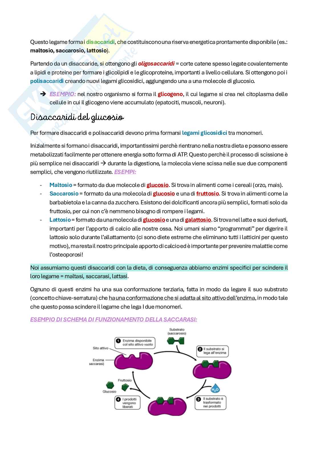 Riassunto esame Citologia e istologia, Prof. Colombo Anita, libro consigliato Biologia cellulare e molecolare, Karp Pag. 31