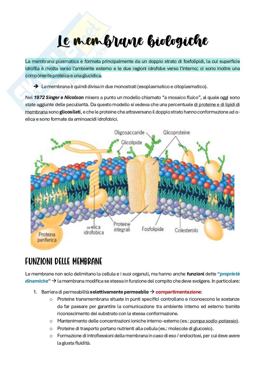 Riassunto esame Citologia e istologia, Prof. Colombo Anita, libro consigliato Biologia cellulare e molecolare, Karp Pag. 41