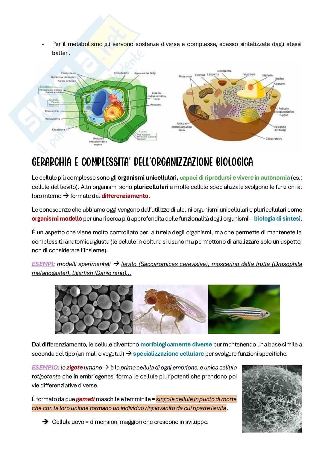 Riassunto esame Citologia e istologia, Prof. Colombo Anita, libro consigliato Biologia cellulare e molecolare, Karp Pag. 6