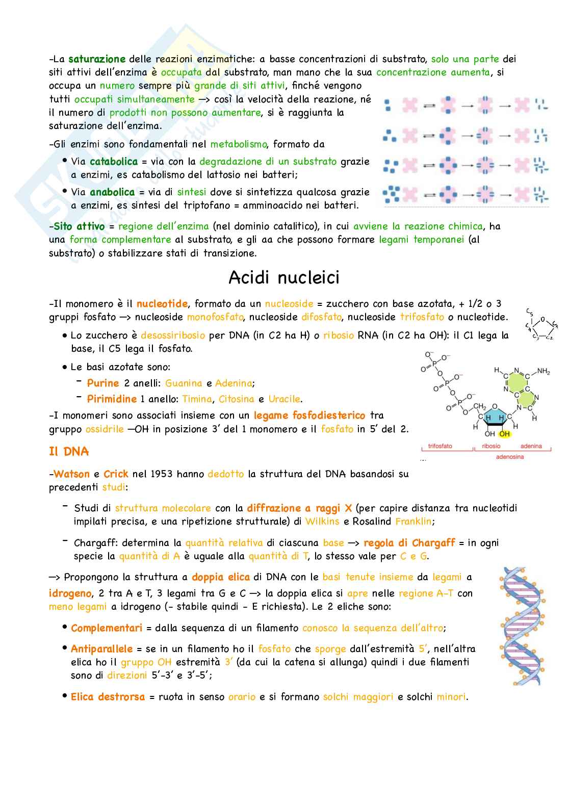 Semestre filtro Biologia e genetica: unità didattica 1 Pag. 6