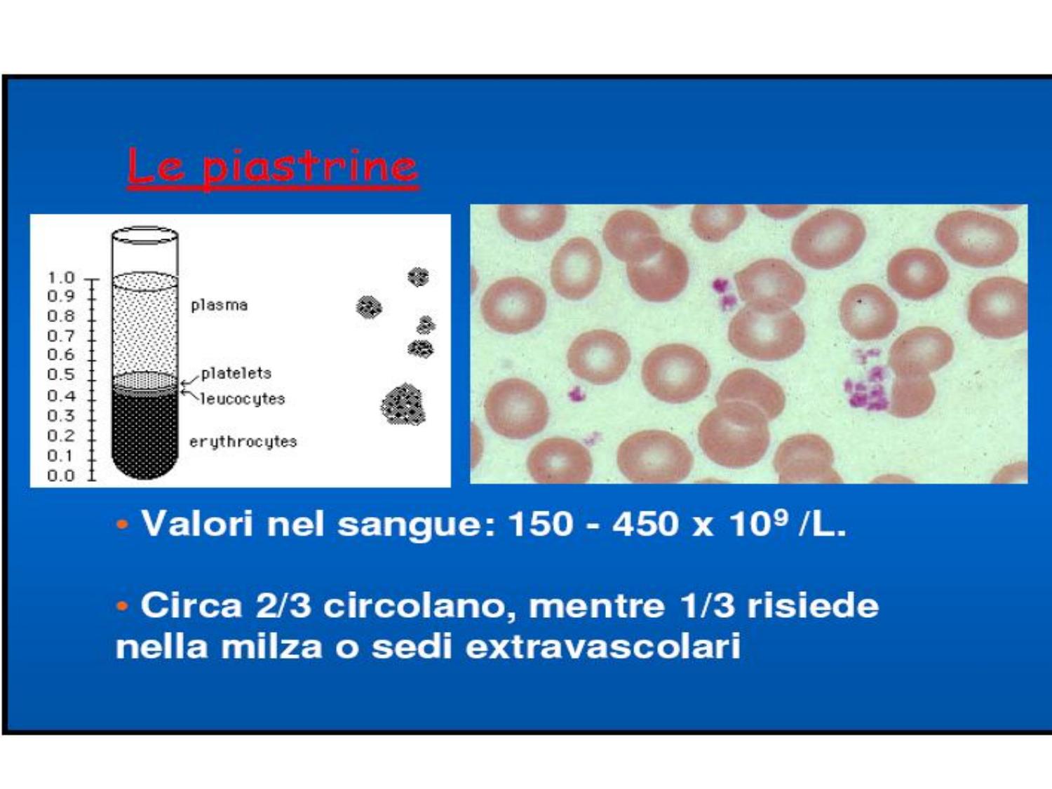 Ematologia Piastrine Globuli Rossi Striscio