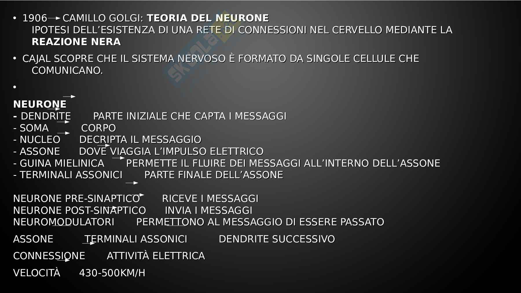 Psicologia dello sviluppo Pag. 31