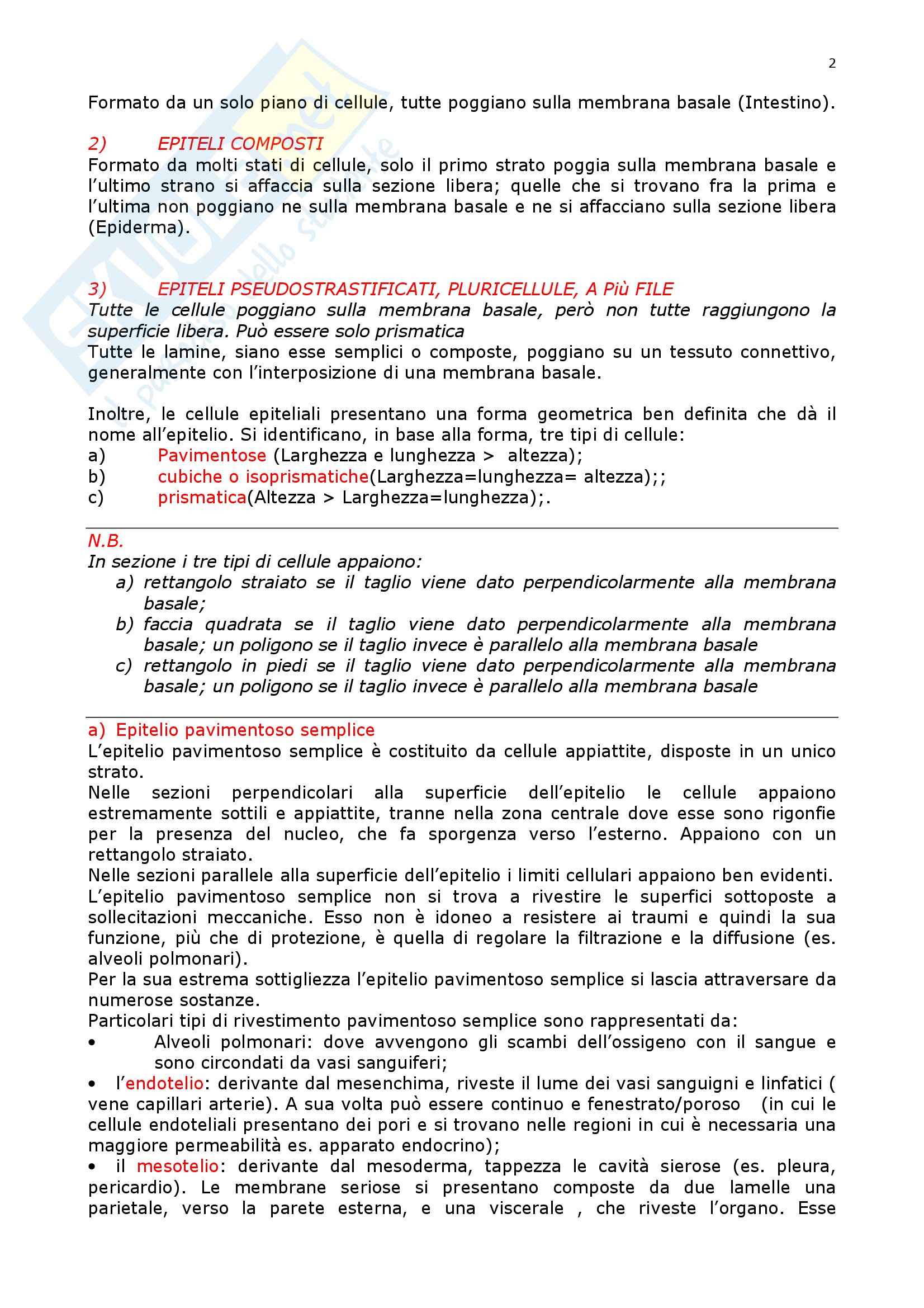 Istologia - tessuto epiteliale Pag. 2