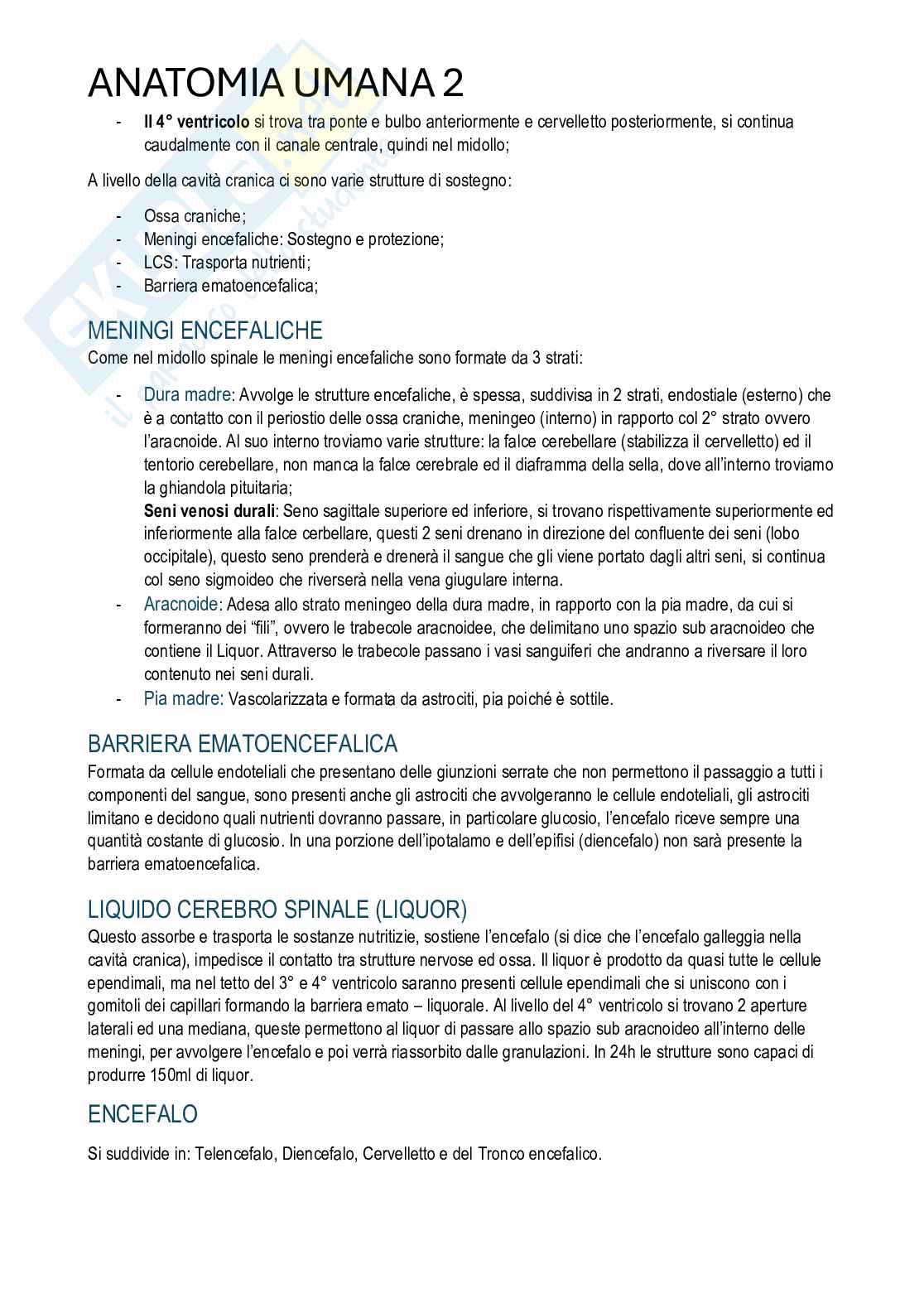 Anatomia umana II - Appunti di corso completo Pag. 26