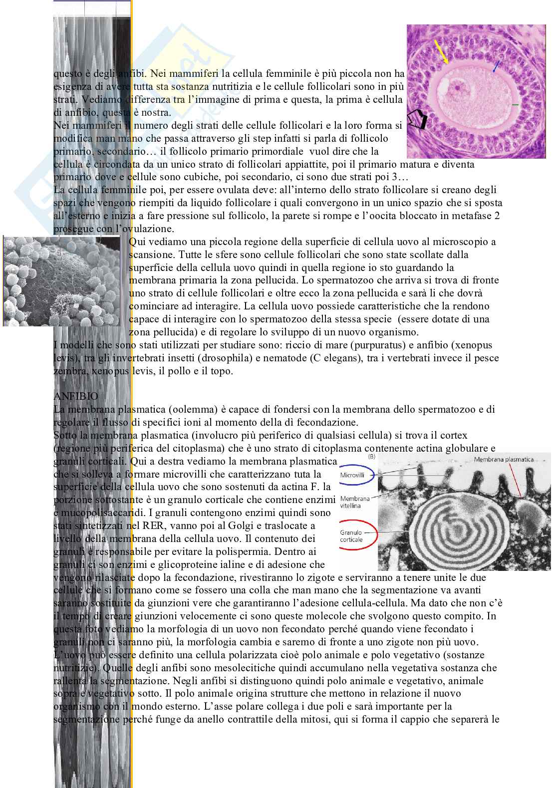 Anatomia Pag. 11