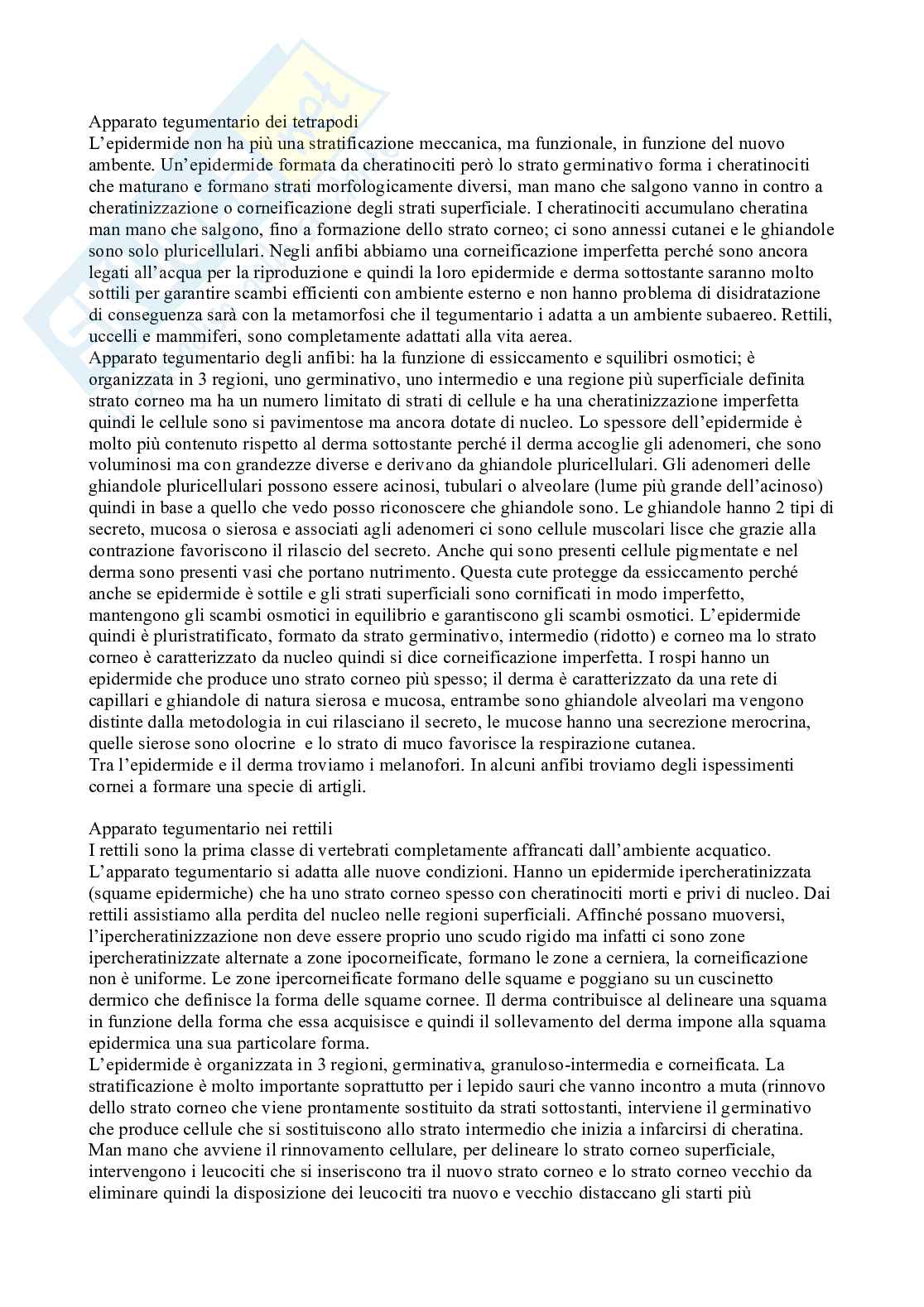 Anatomia Pag. 36
