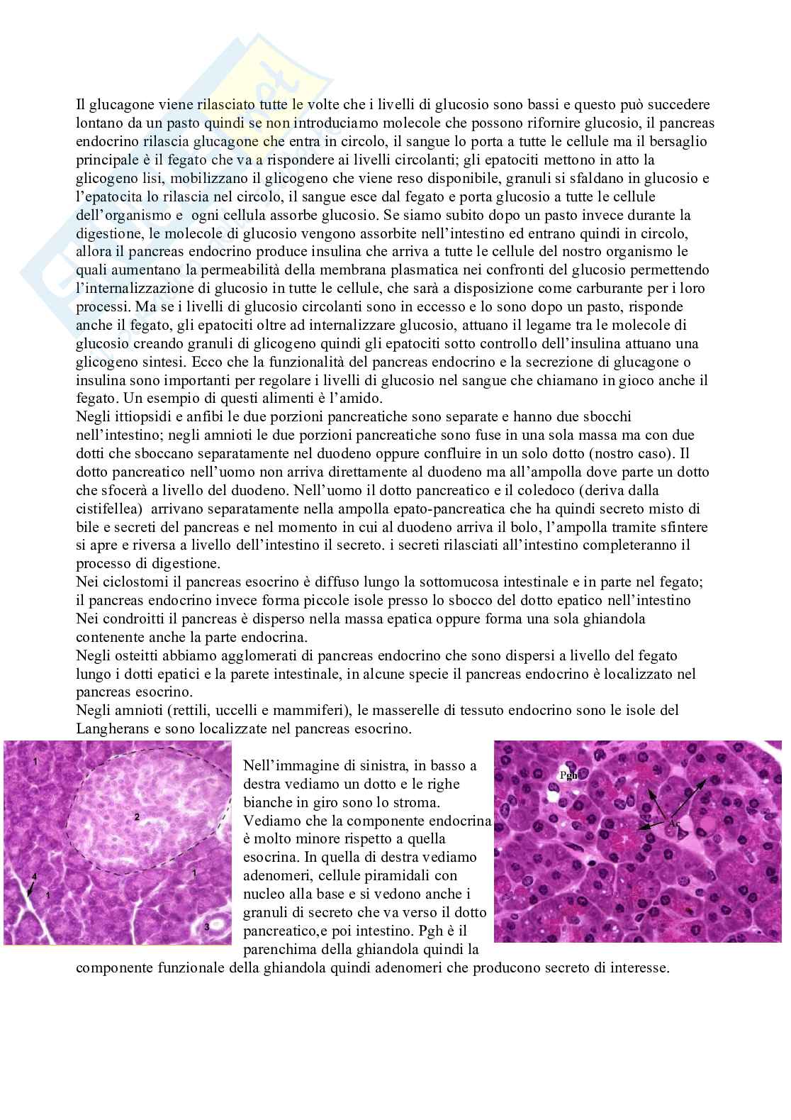 Anatomia Pag. 56