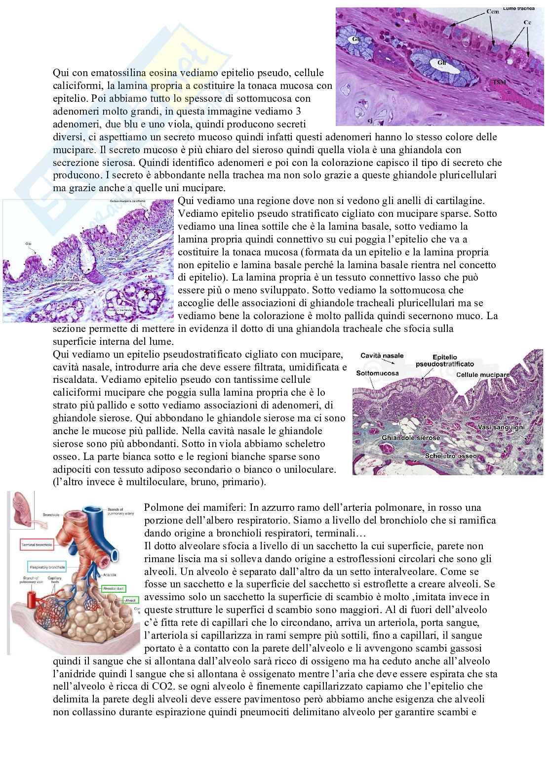 Anatomia Pag. 66