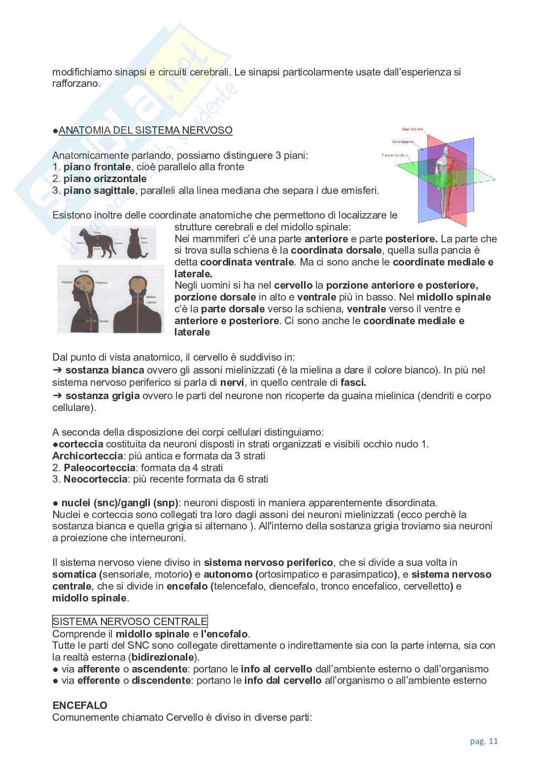 Appunti completi e dettagliati di tutte le lezioni di Neuroscienze Pag. 11