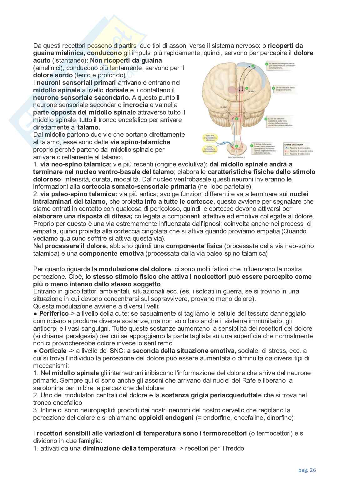 Appunti completi e dettagliati di tutte le lezioni di Neuroscienze Pag. 26