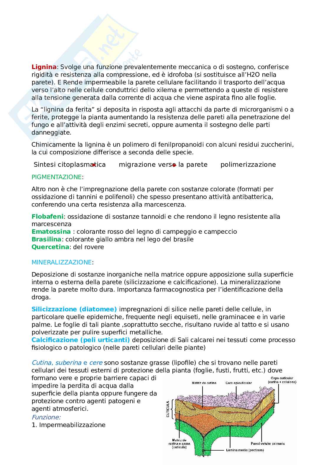 Appunti di Botanica Pag. 11