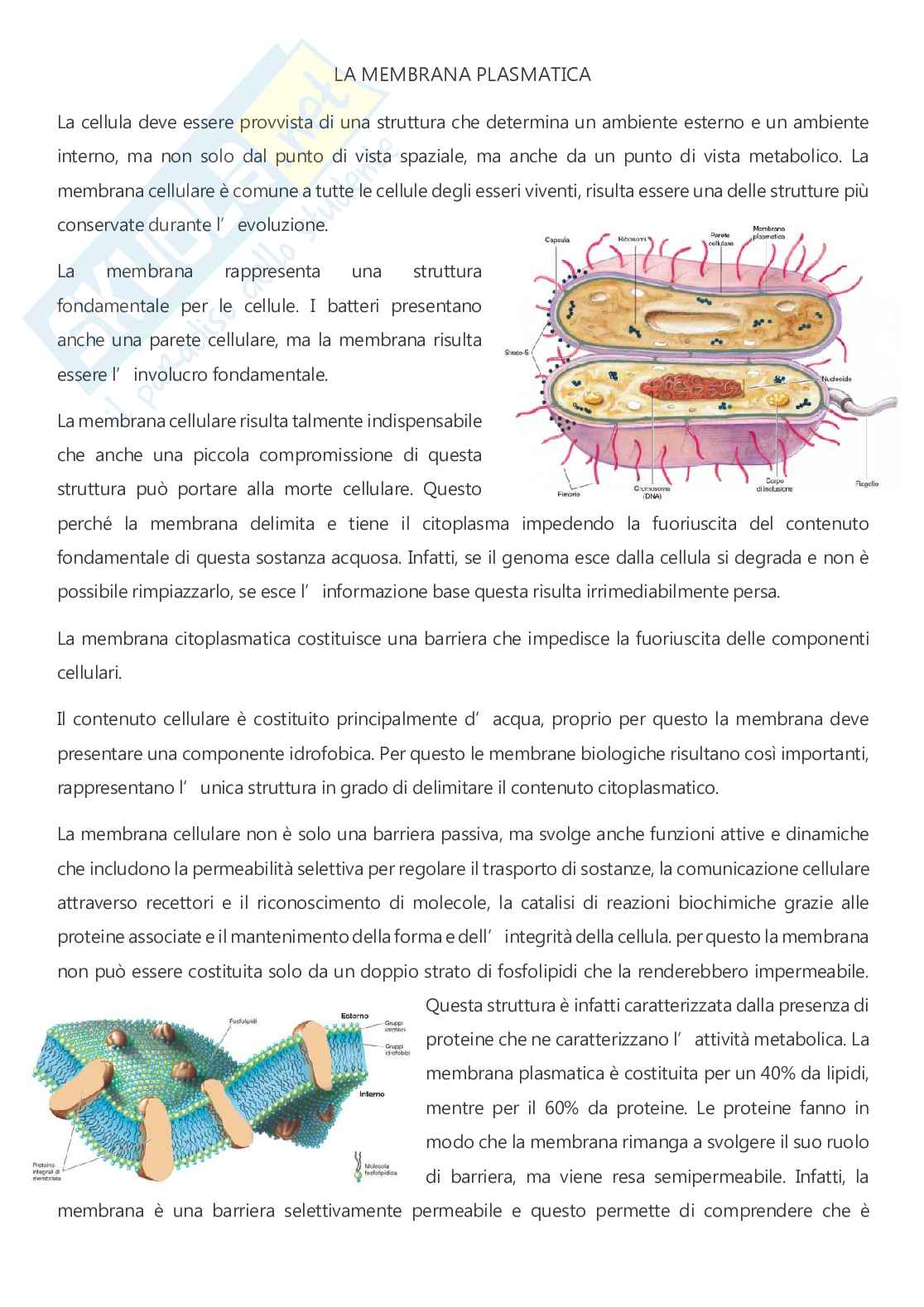 Microbiologia - A.A. 2025/2026  Pag. 26