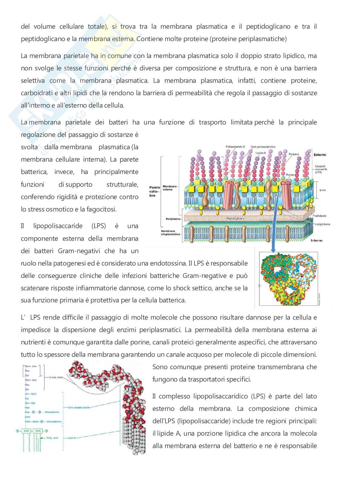 Microbiologia - A.A. 2025/2026  Pag. 41