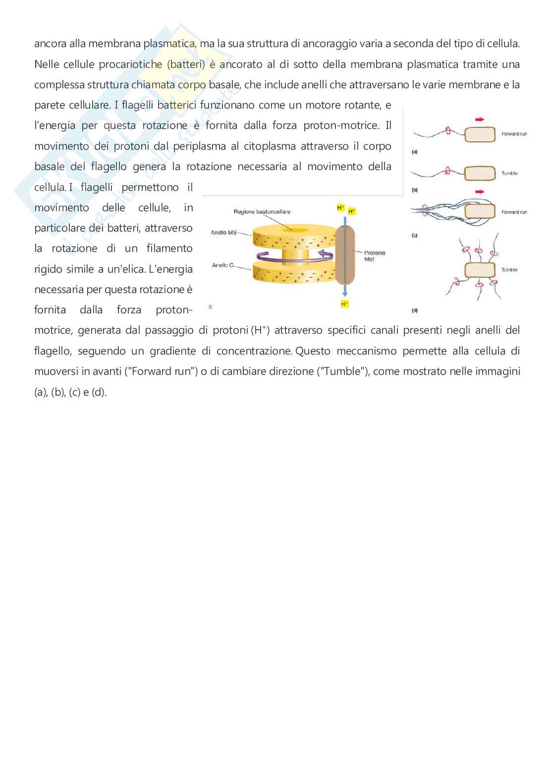 Microbiologia - A.A. 2025/2026  Pag. 46