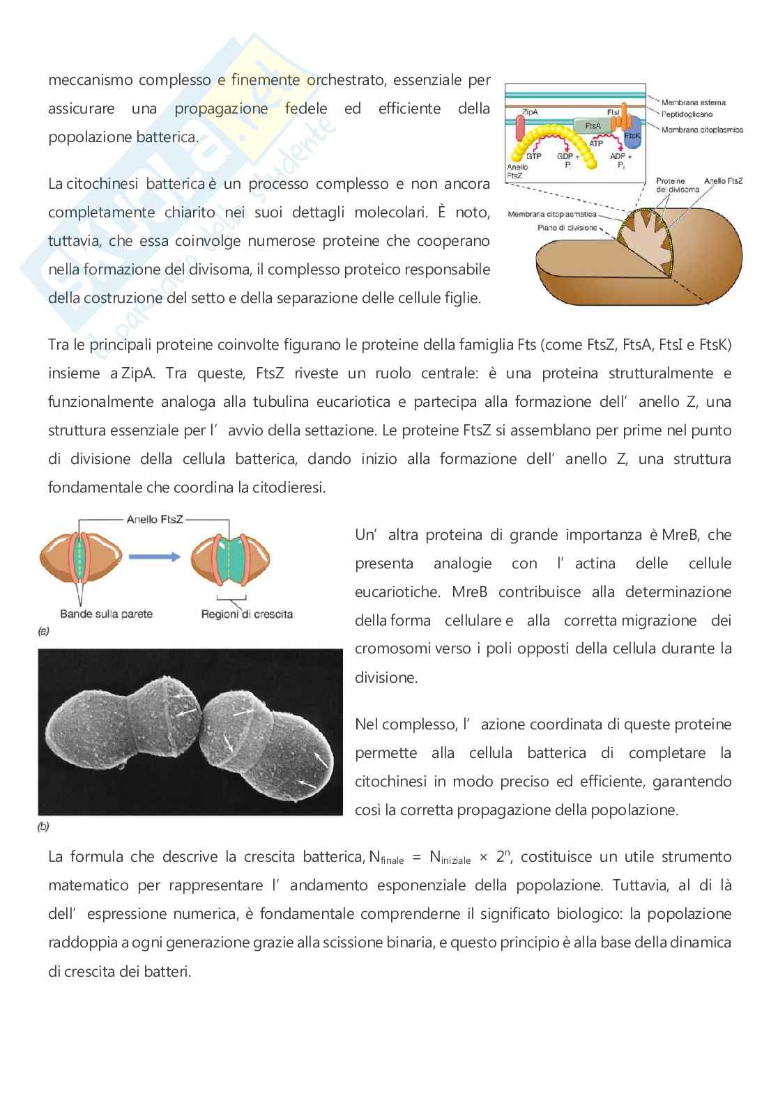 Microbiologia - A.A. 2025/2026  Pag. 91