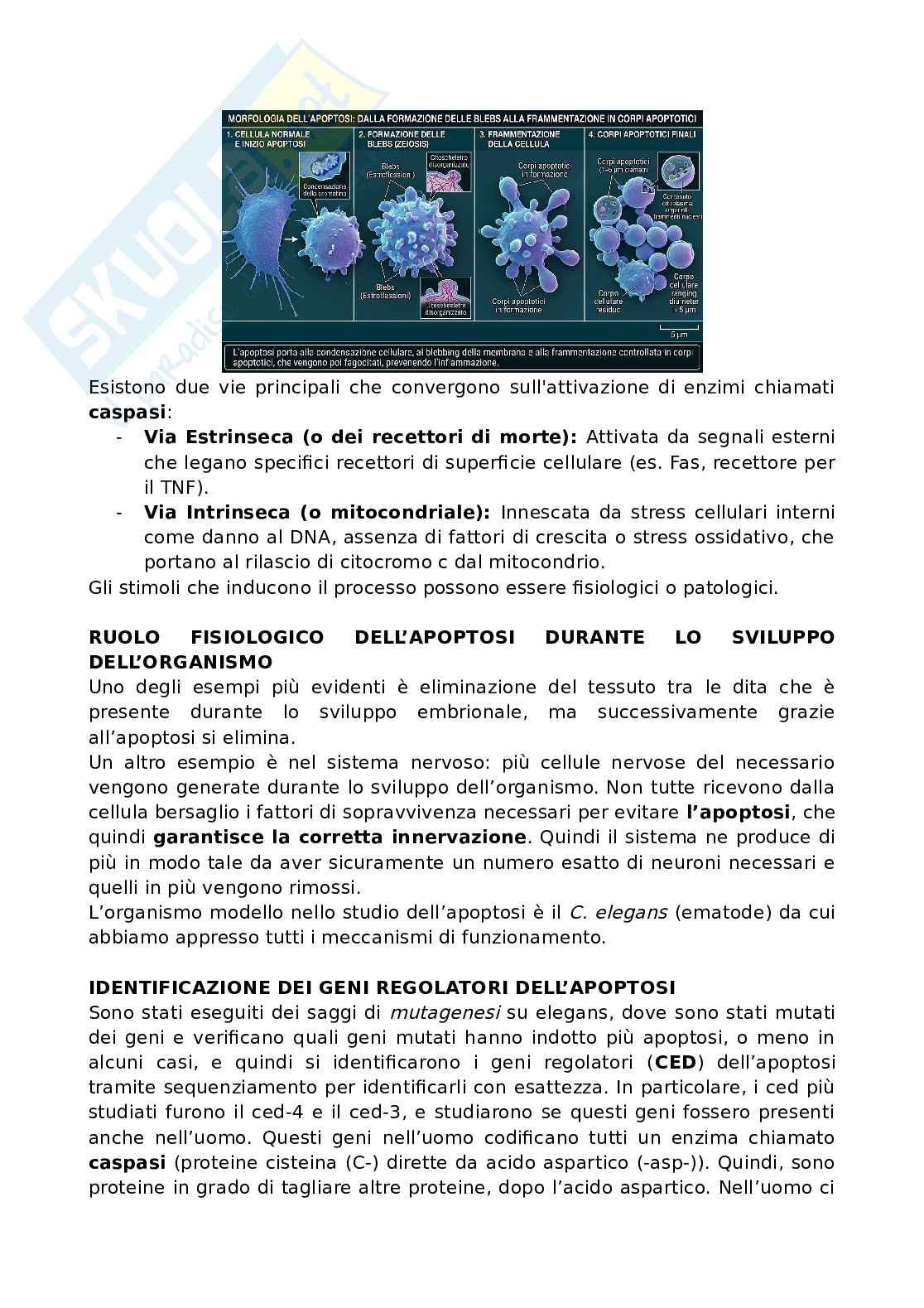 Morte cellulare (necrosi e apoptosi) Pag. 2