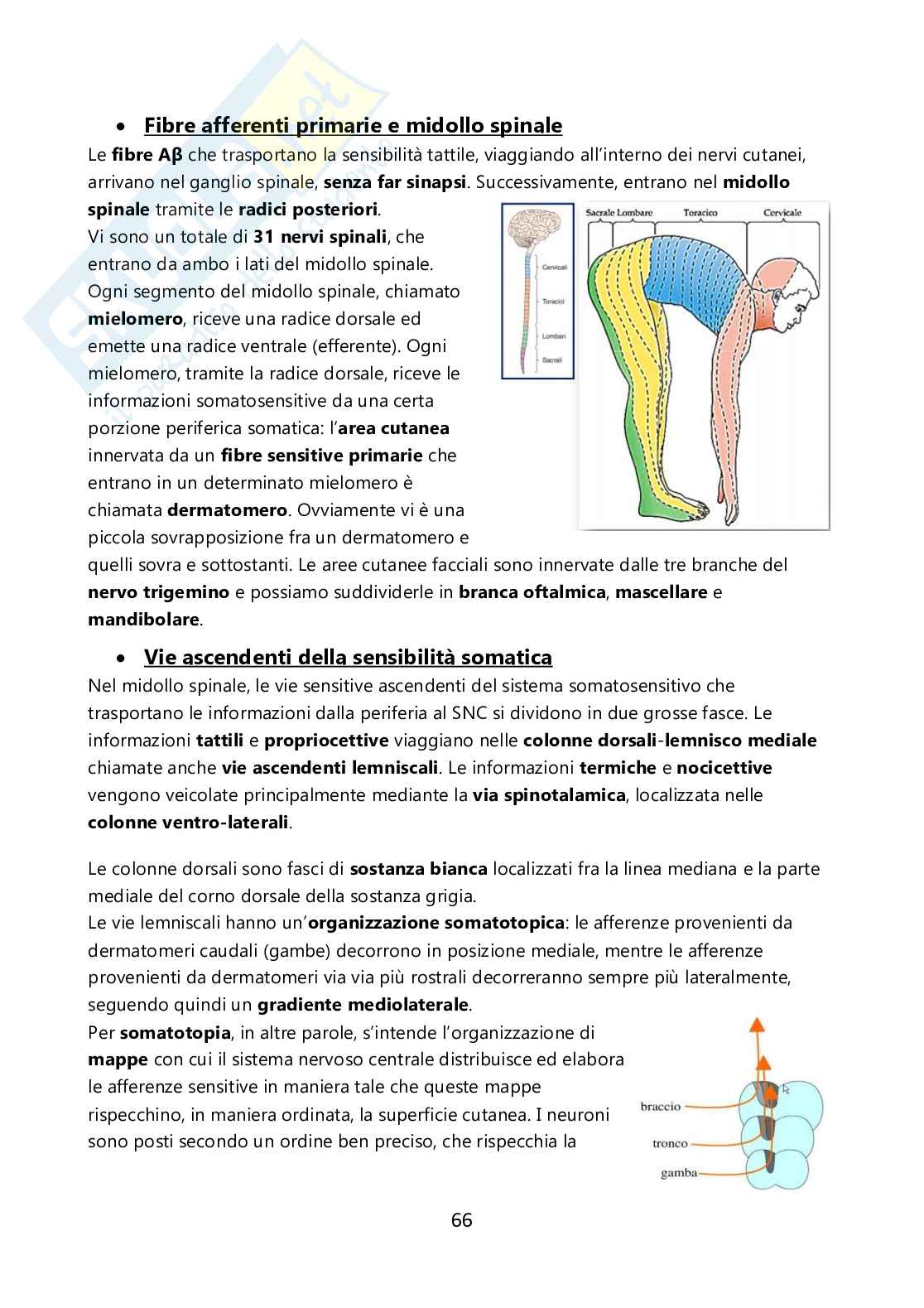 Fisiologia umana Pag. 66