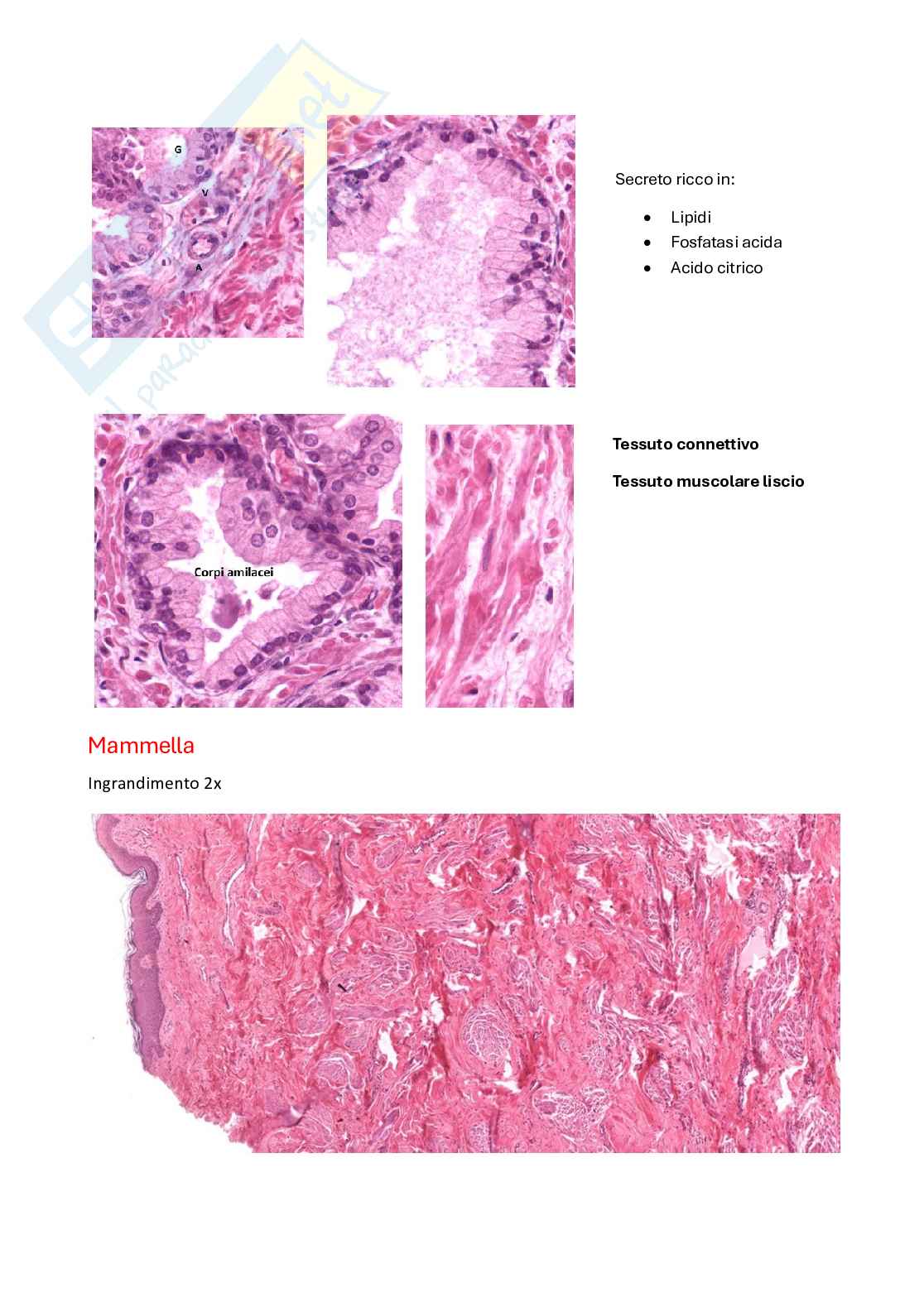 Vetrini Patologia generale Pag. 11