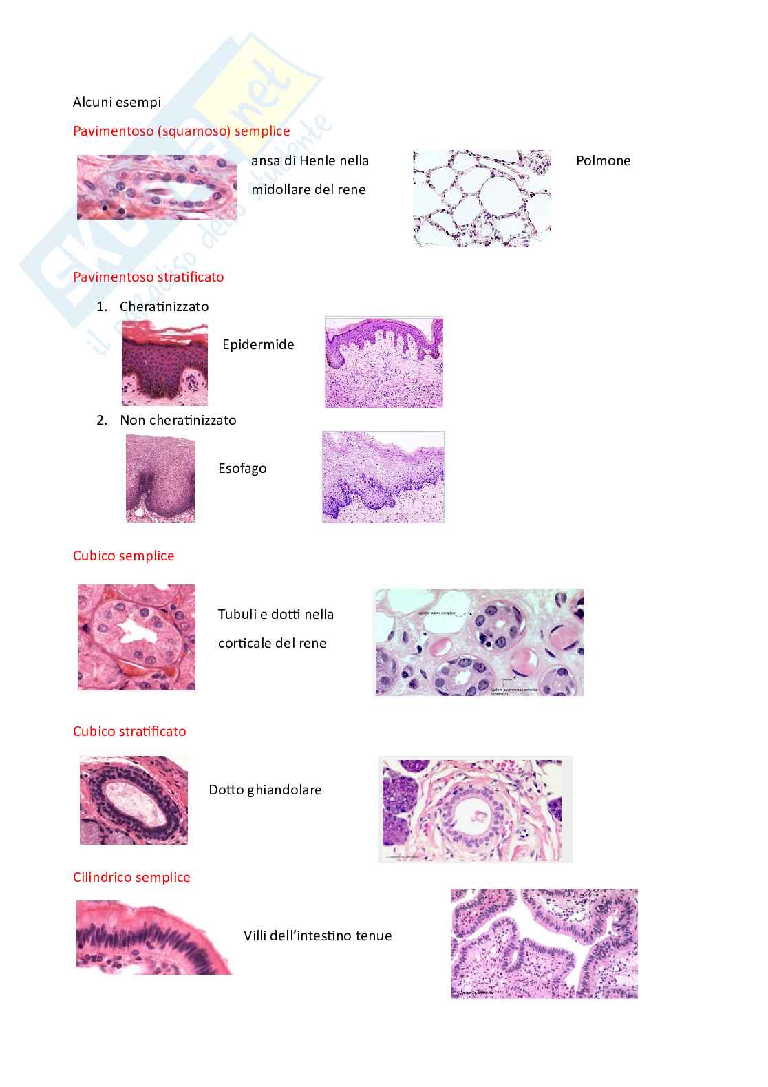 Vetrini Patologia generale Pag. 2