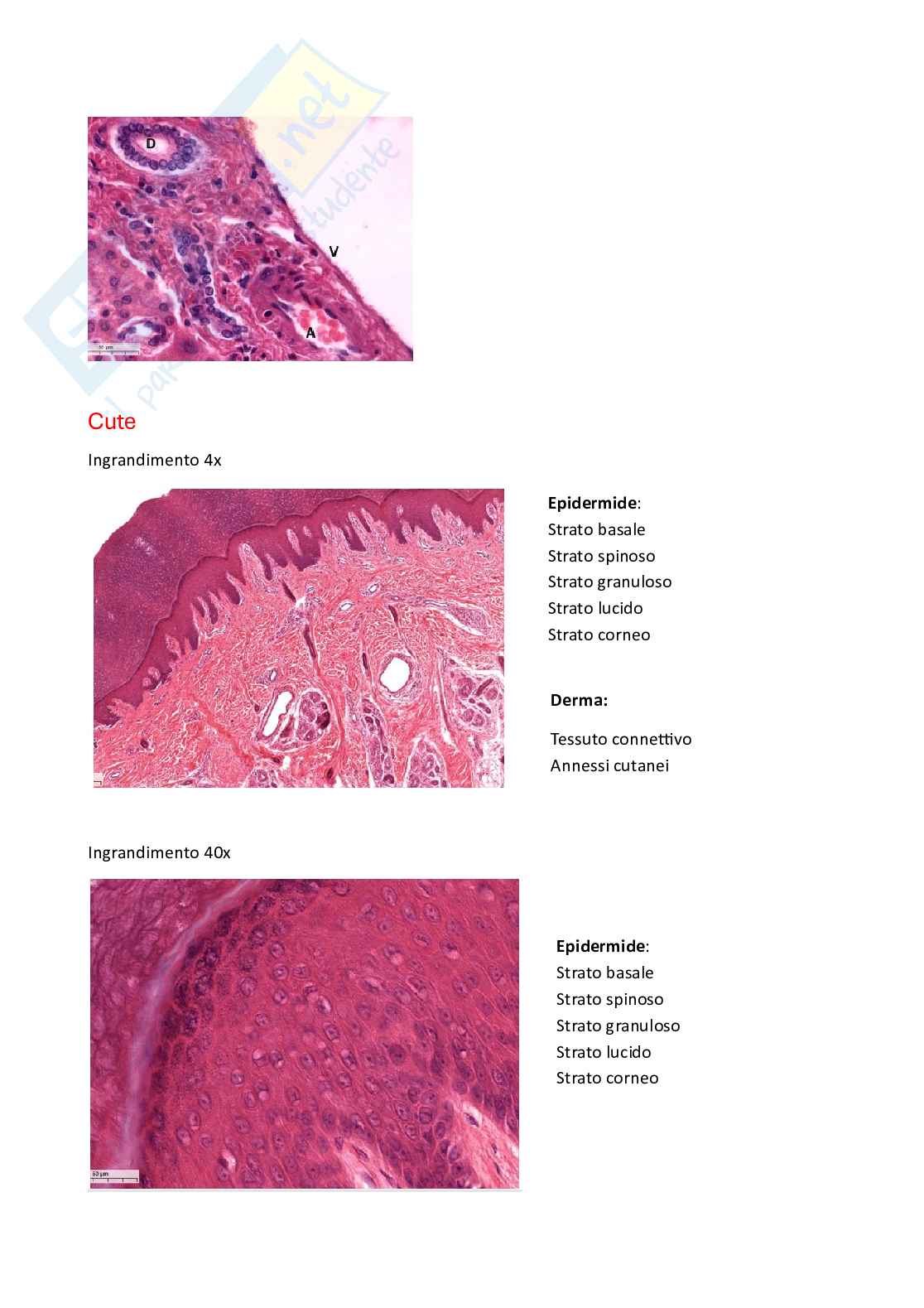 Vetrini Patologia generale Pag. 6