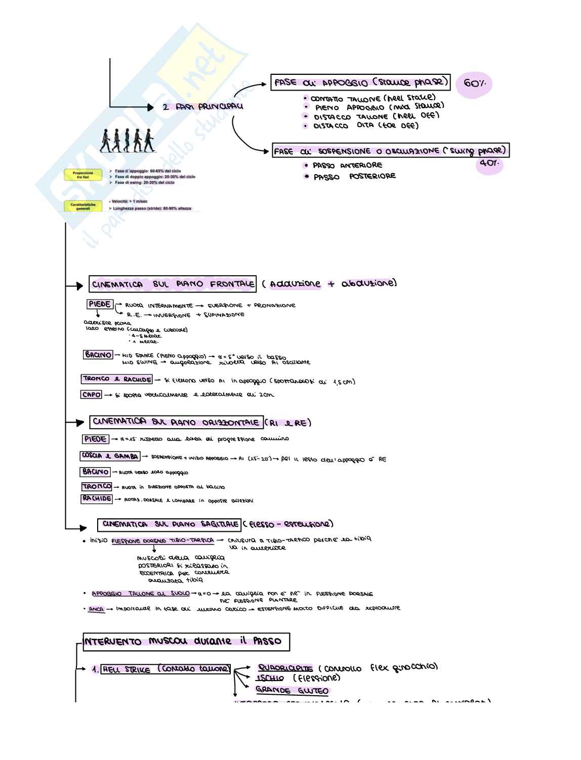 Schema di Scienze fisioterapiche 3 Pag. 11
