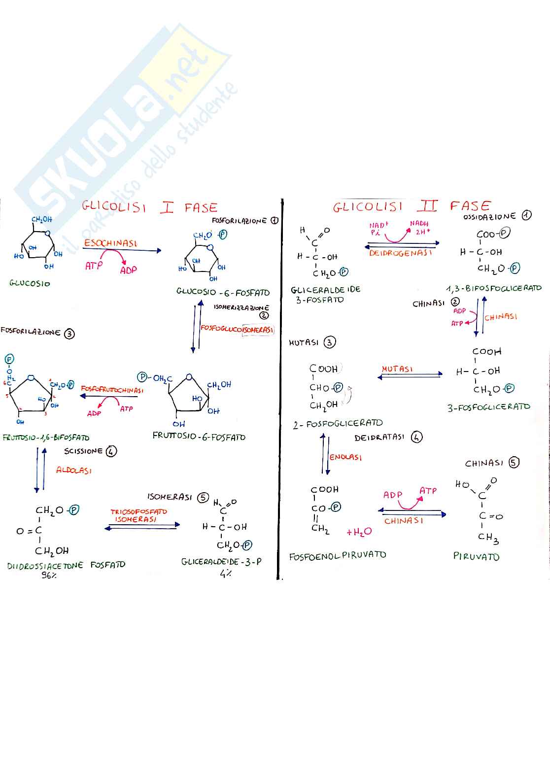 Schema ciclo di Krebs, glicolisi e altri Pag. 1