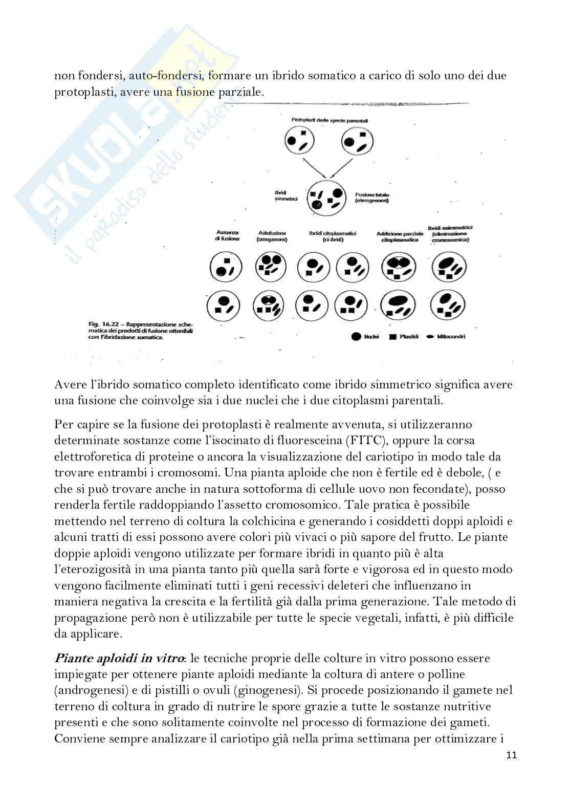 Biotecnologie vegetali  Pag. 11