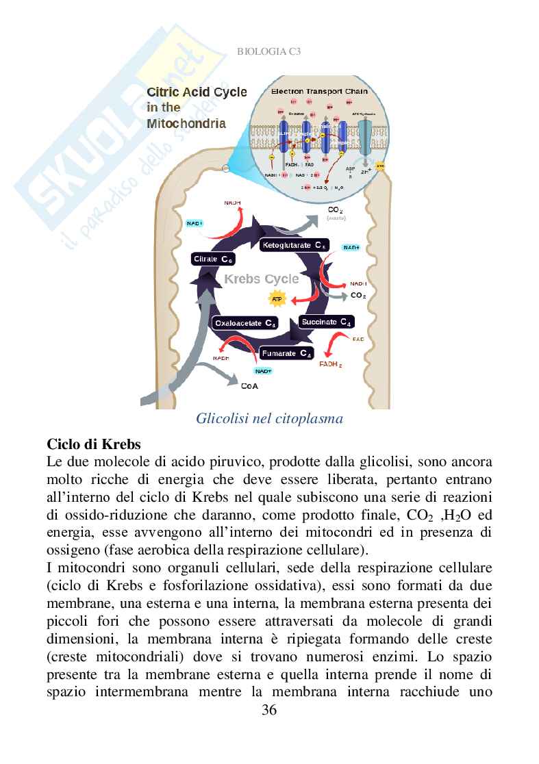 Biologia C3 (ebook) Pag. 36