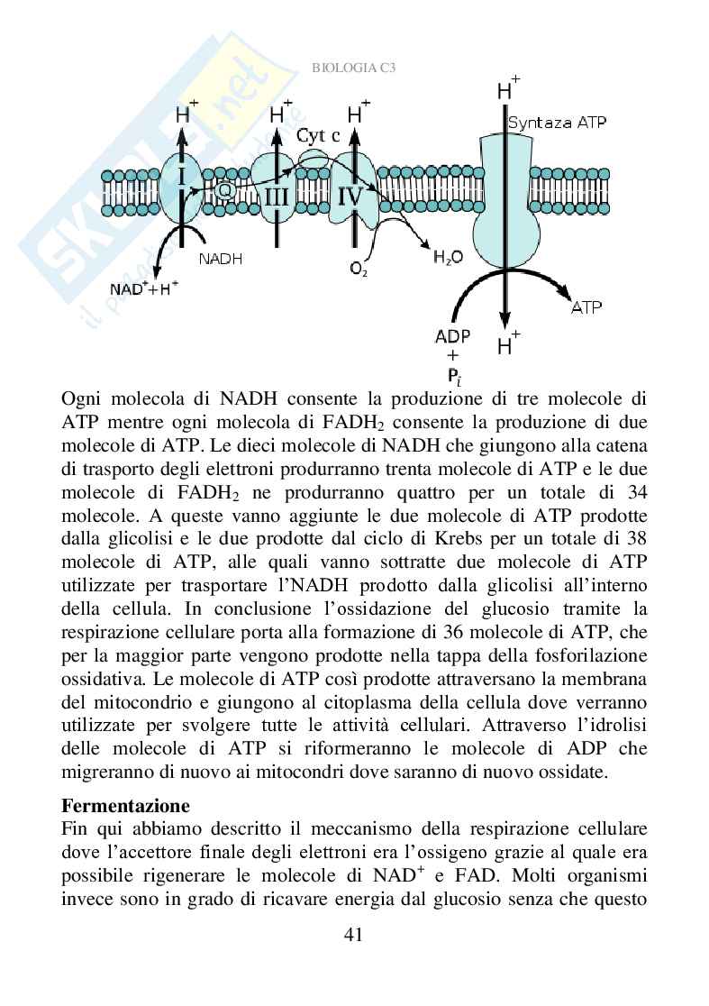 Biologia C3 (ebook) Pag. 41