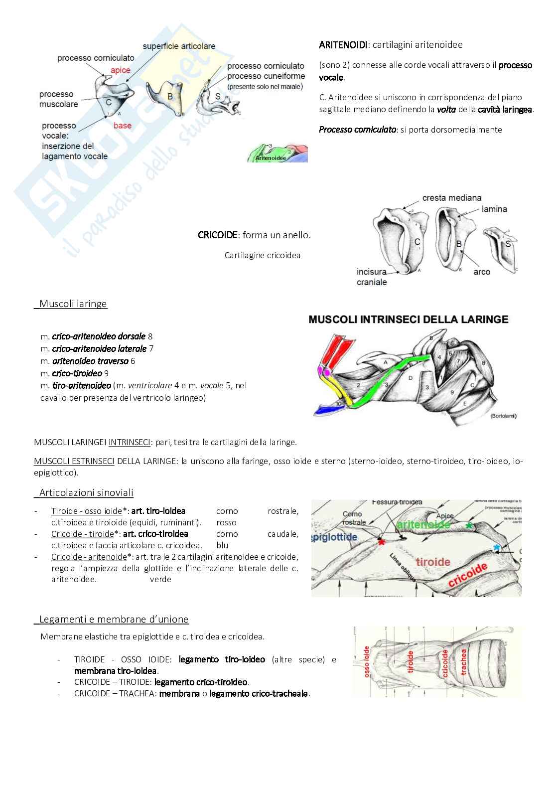 Anatomia - tessuti Pag. 21