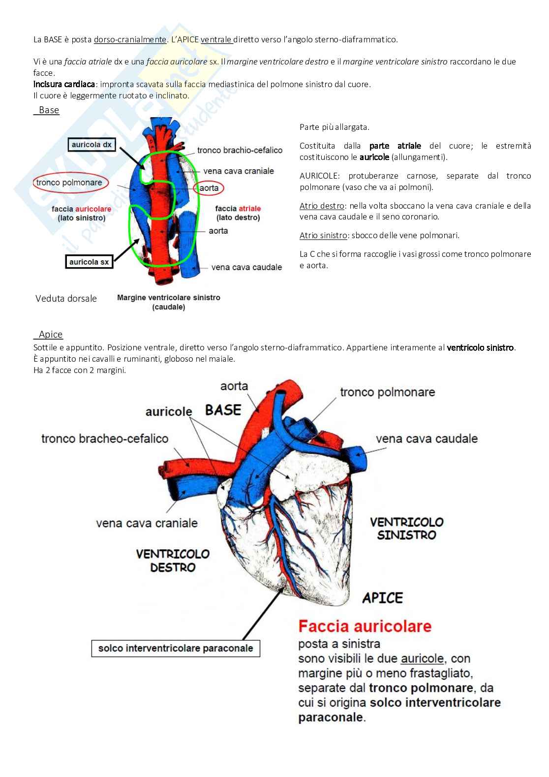 Anatomia - tessuti Pag. 31