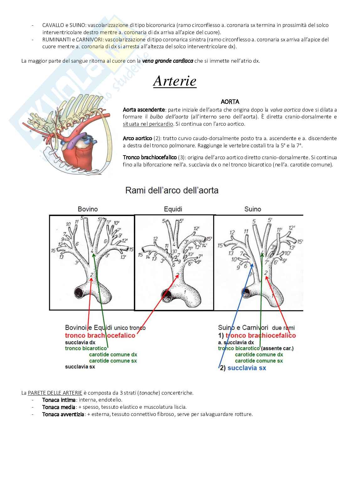 Anatomia - tessuti Pag. 36