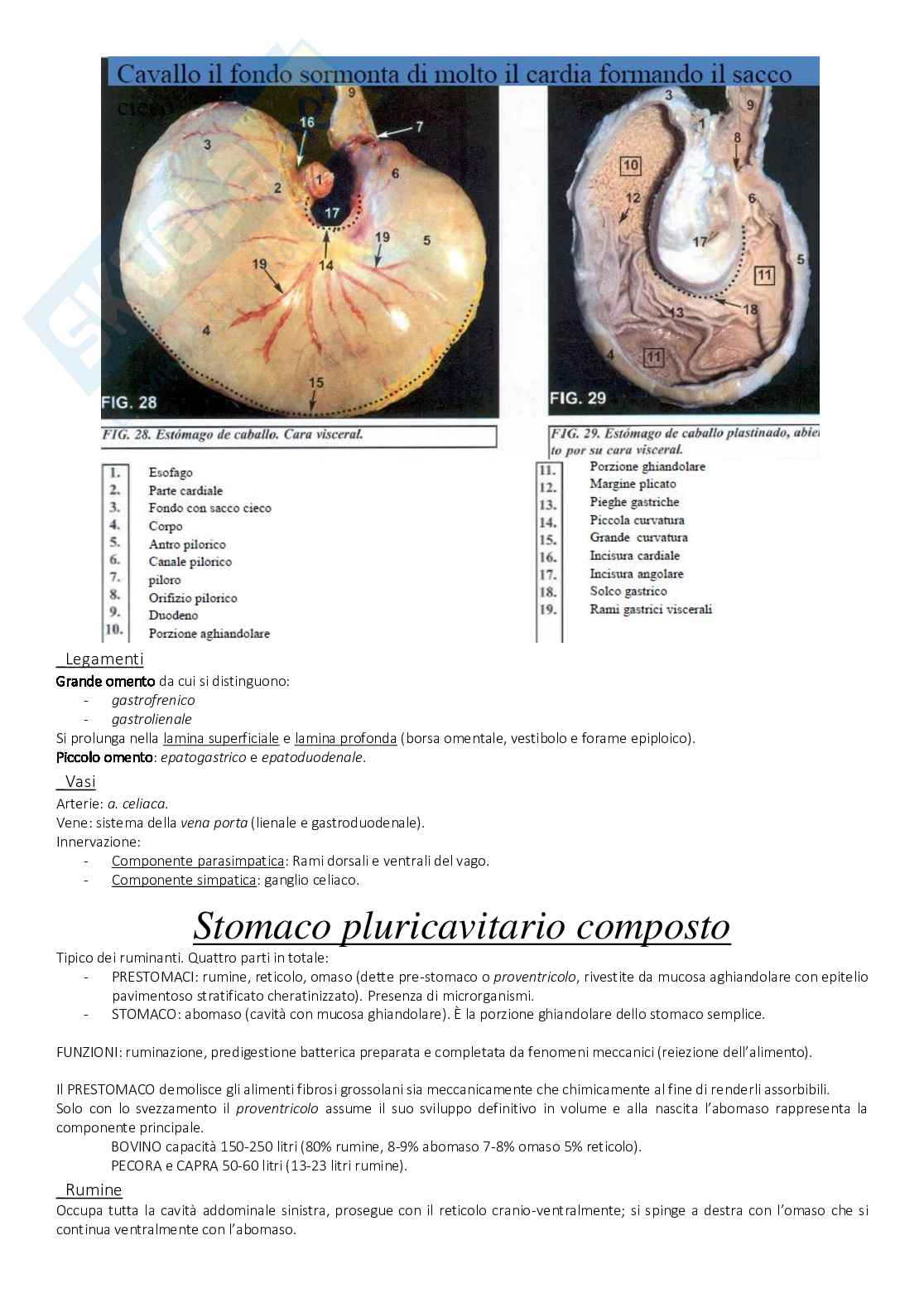 Anatomia - tessuti Pag. 46