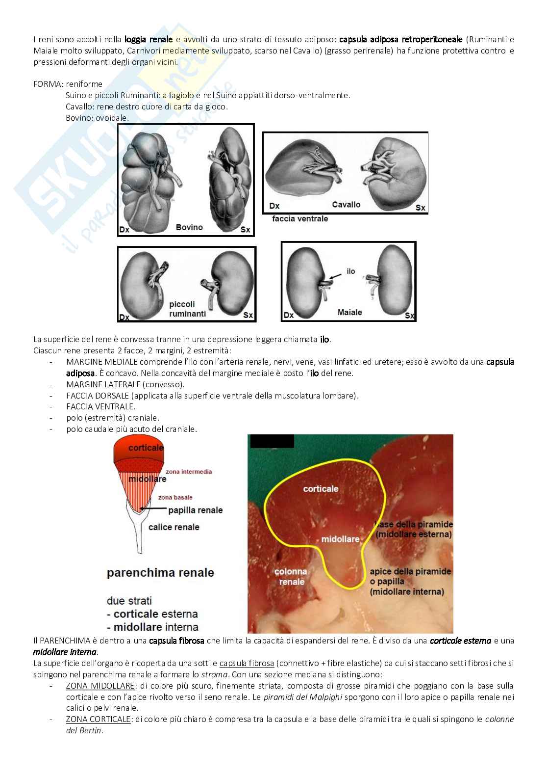 Anatomia - tessuti Pag. 56