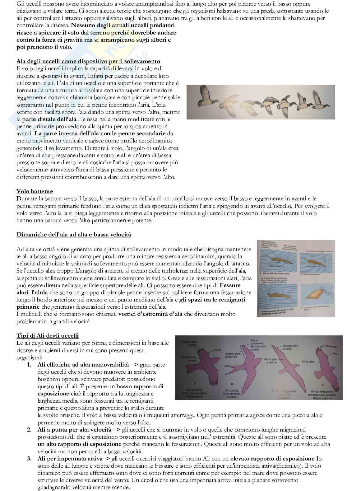 Appunti esame Biologia animale completo  Pag. 81