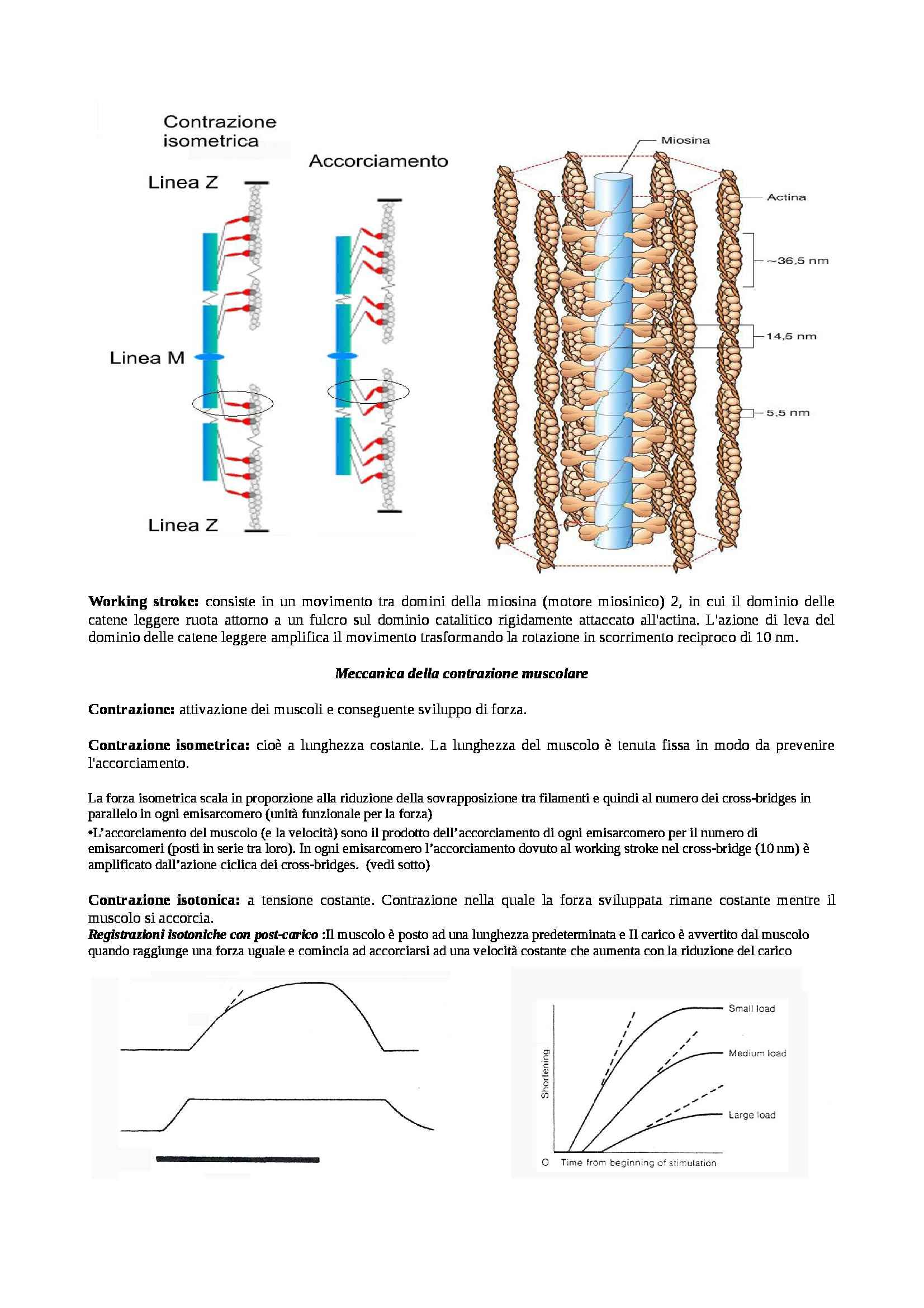 Fisiologia generale - contrazione muscolare Pag. 6