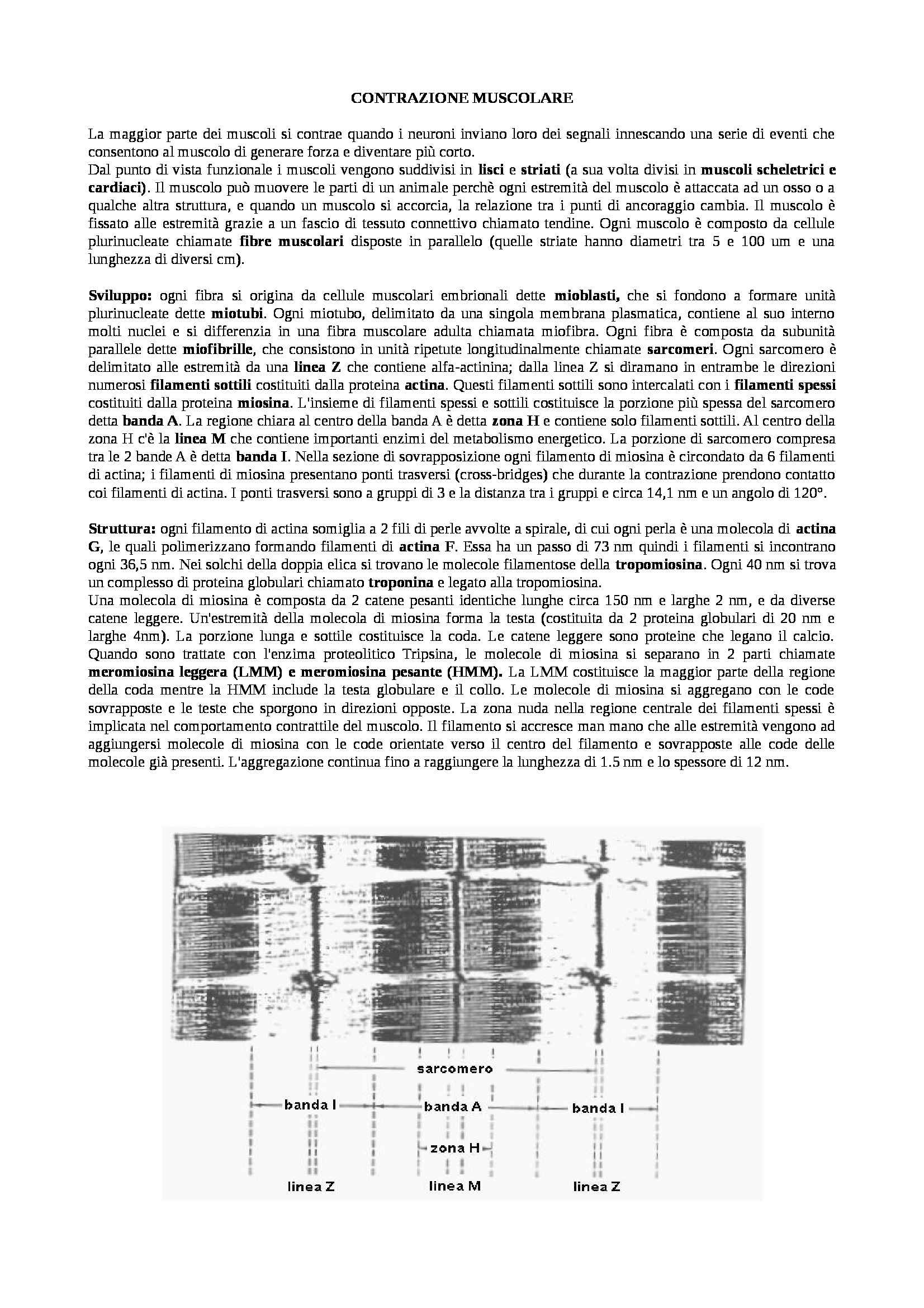 Relazione Tensione Lunghezza Muscolo Cardiaco